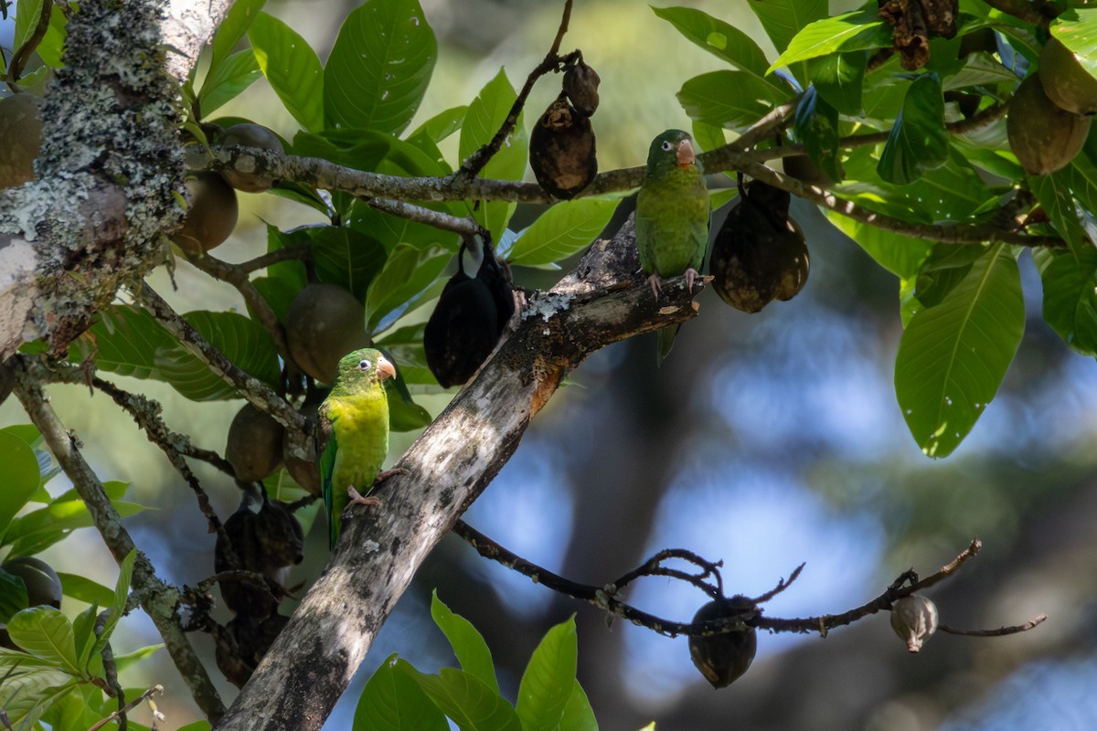 Orange-chinned Parakeet - ML646007496
