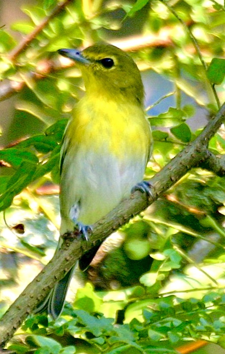 Yellow-throated Vireo - ML646007498