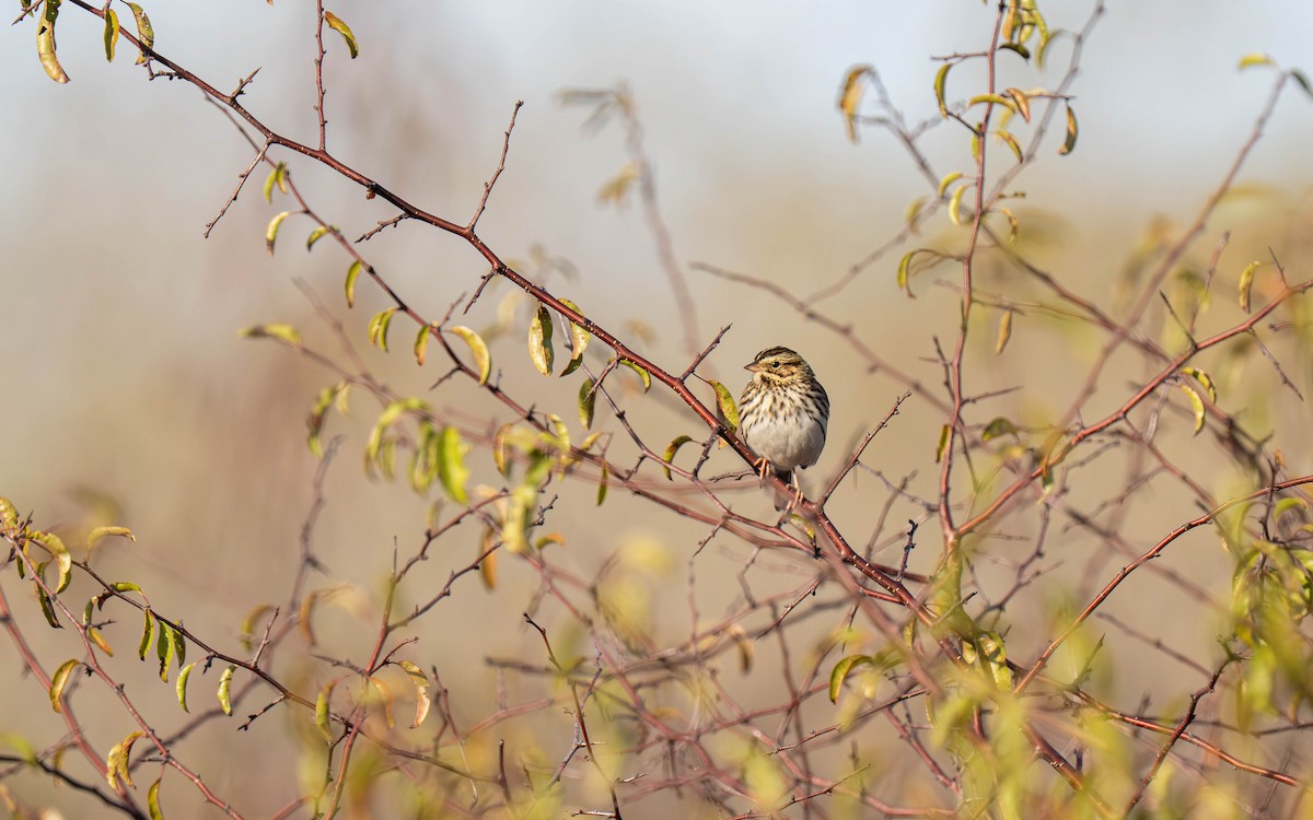 Savannah Sparrow - ML646007499