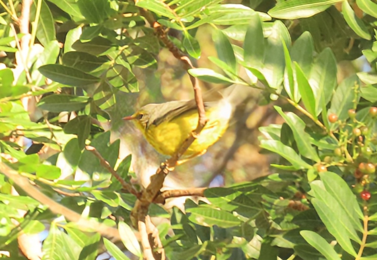 Canada Warbler - ML646007502