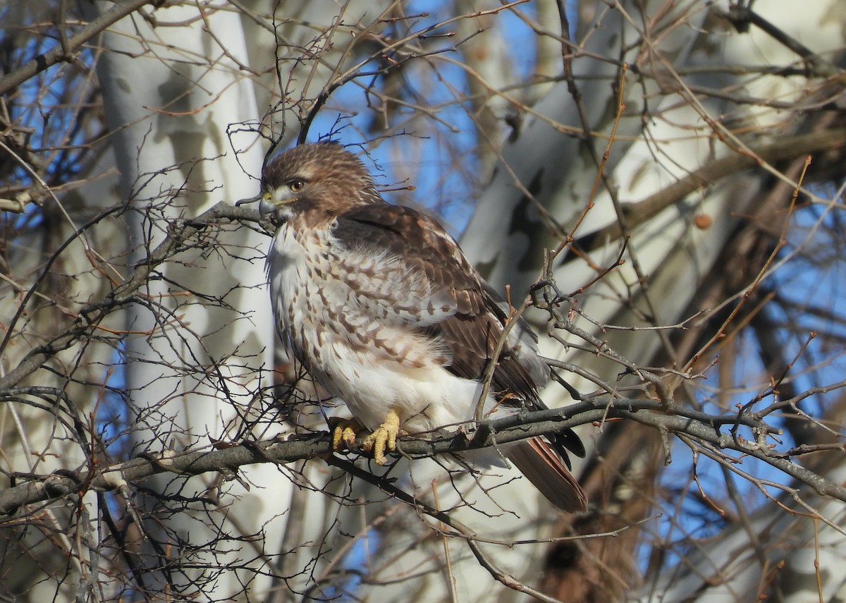 Red-tailed Hawk - ML646007503