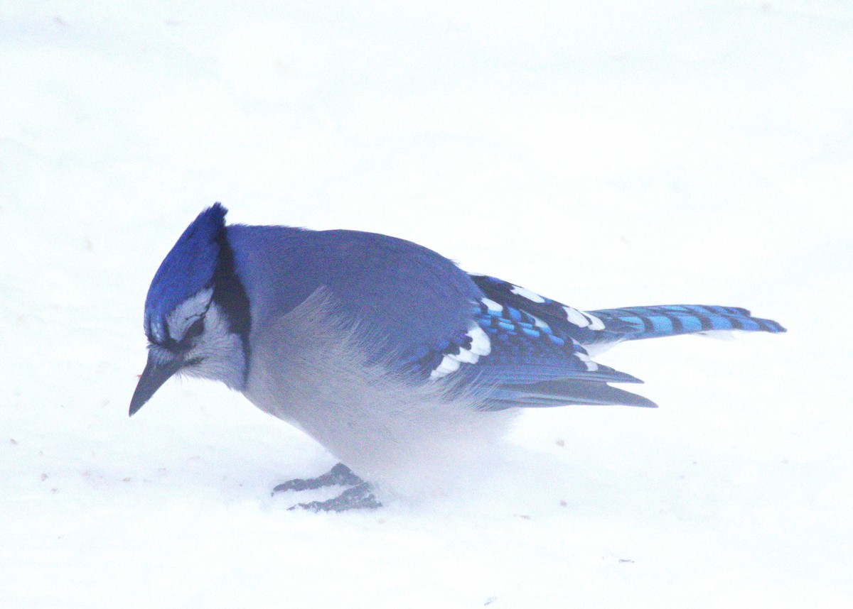 Blue Jay - ML646007504