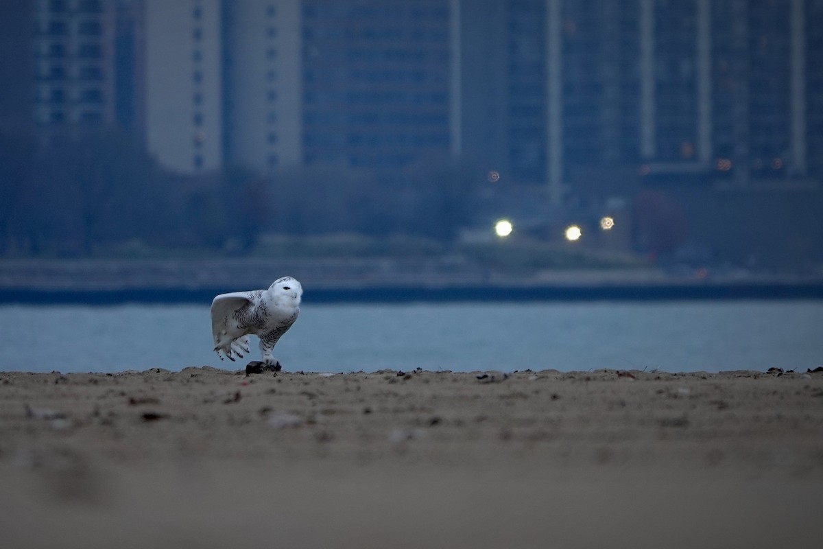 Snowy Owl - ML646007505