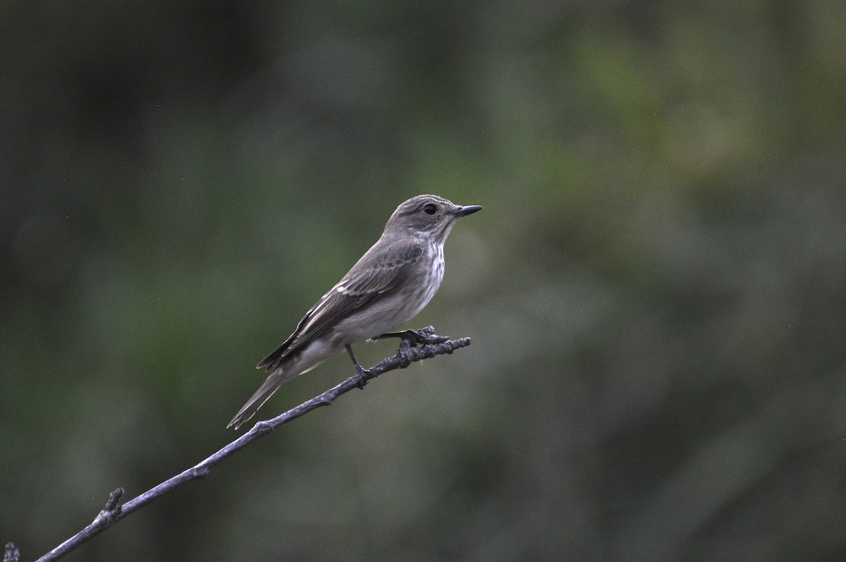 斑鶲 - ML646007506