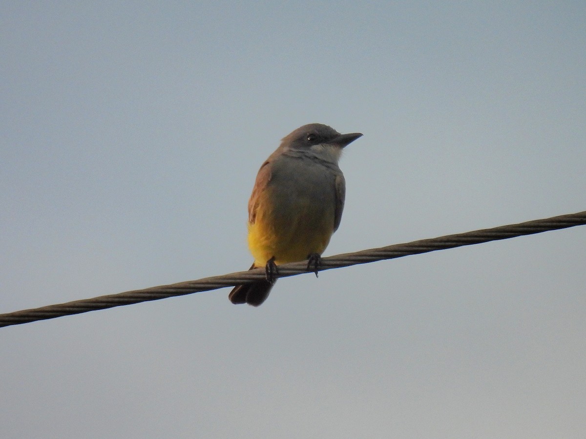 Cassin's Kingbird - ML646007508