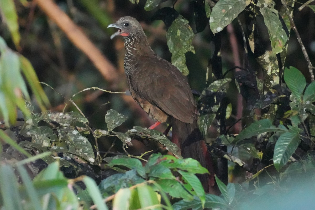 Speckled Chachalaca - ML646007509