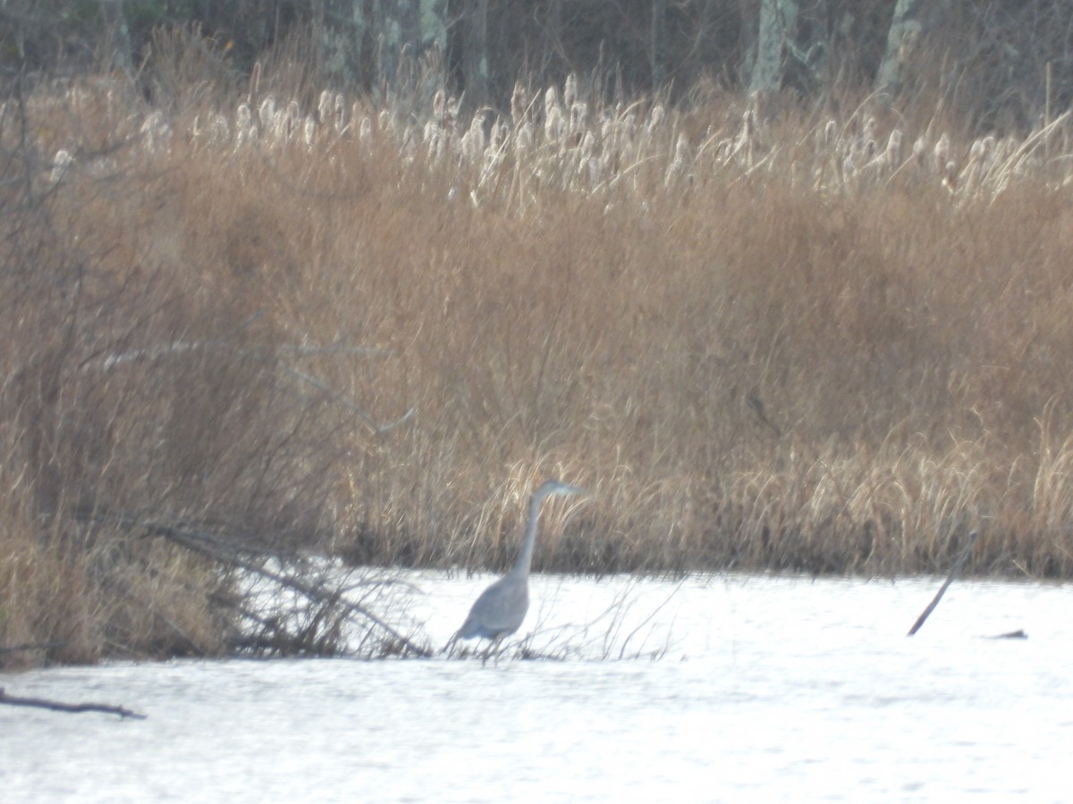 Great Blue Heron - ML646007510