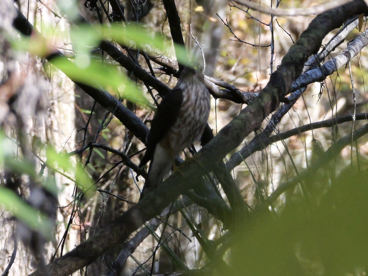 Cooper's Hawk - ML646007512