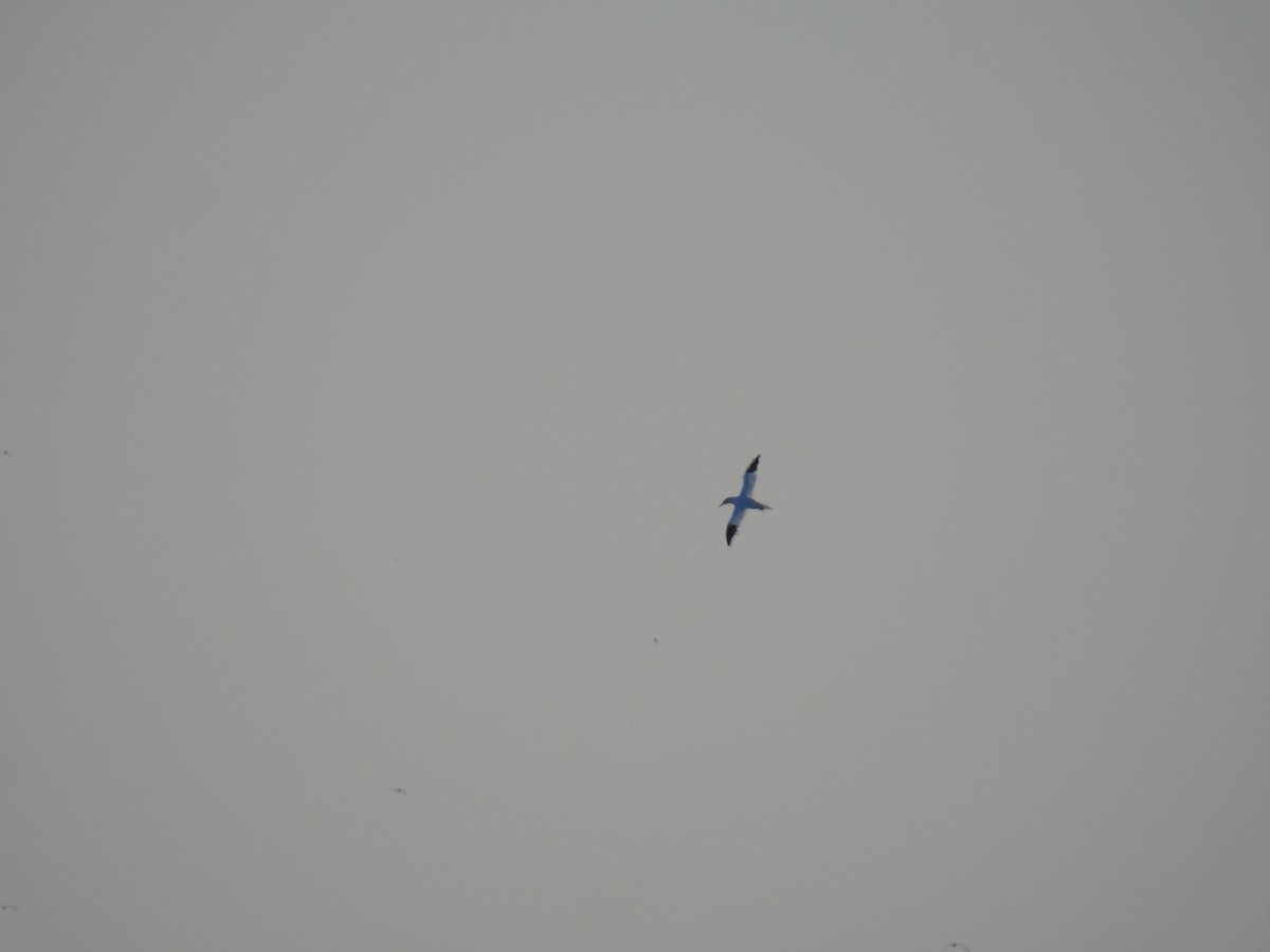 Northern Gannet - ML646007514