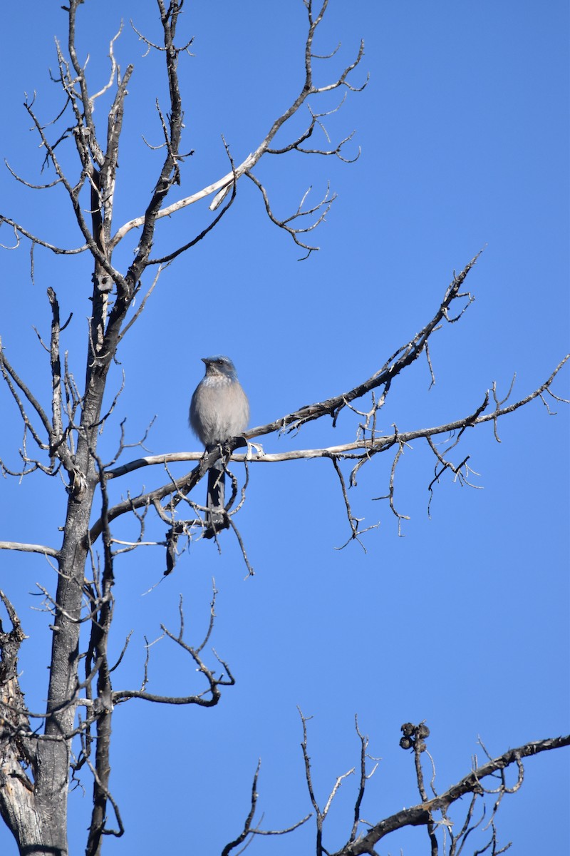 Woodhouse's Scrub-Jay - ML646007516