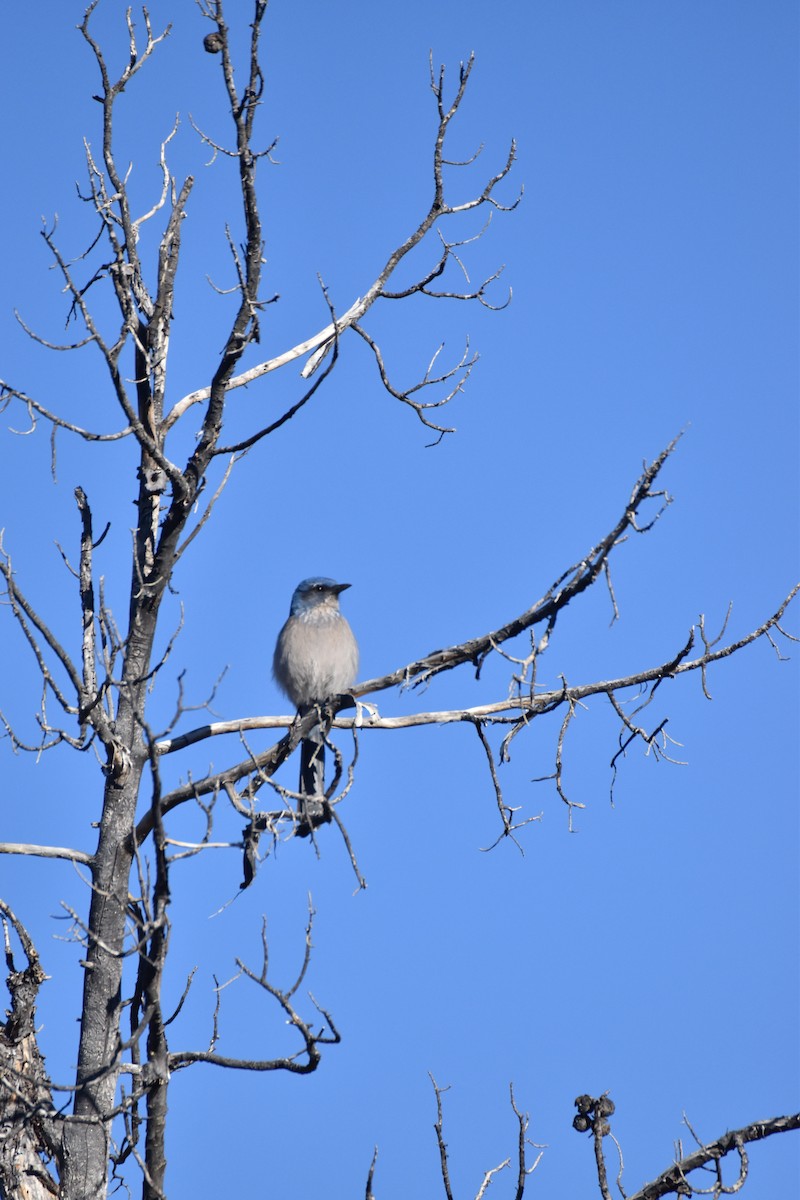 Woodhouse's Scrub-Jay - ML646007517