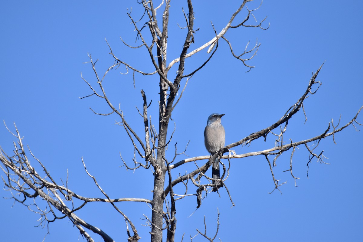 Woodhouse's Scrub-Jay - ML646007518