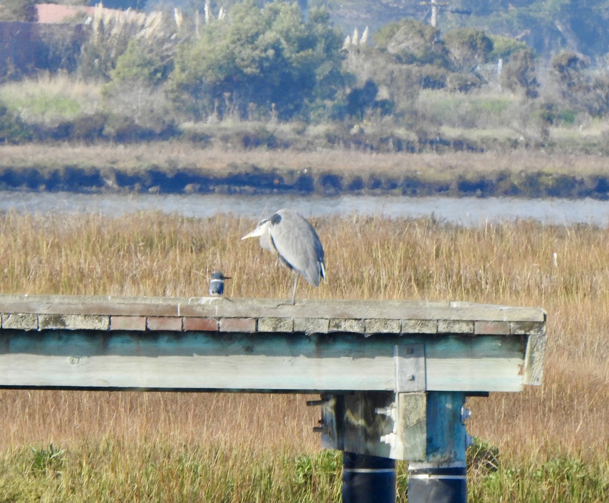 Great Blue Heron - ML646007519