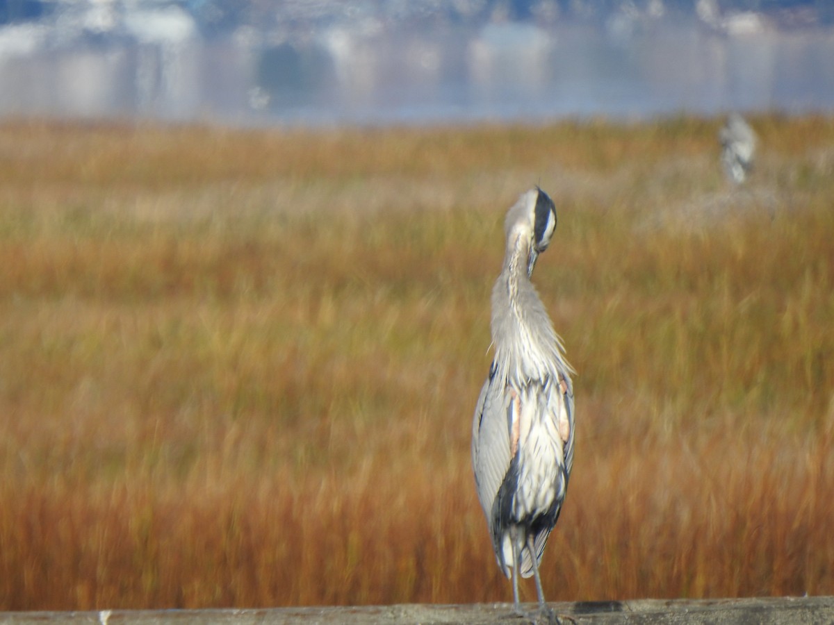 Great Blue Heron - ML646007520