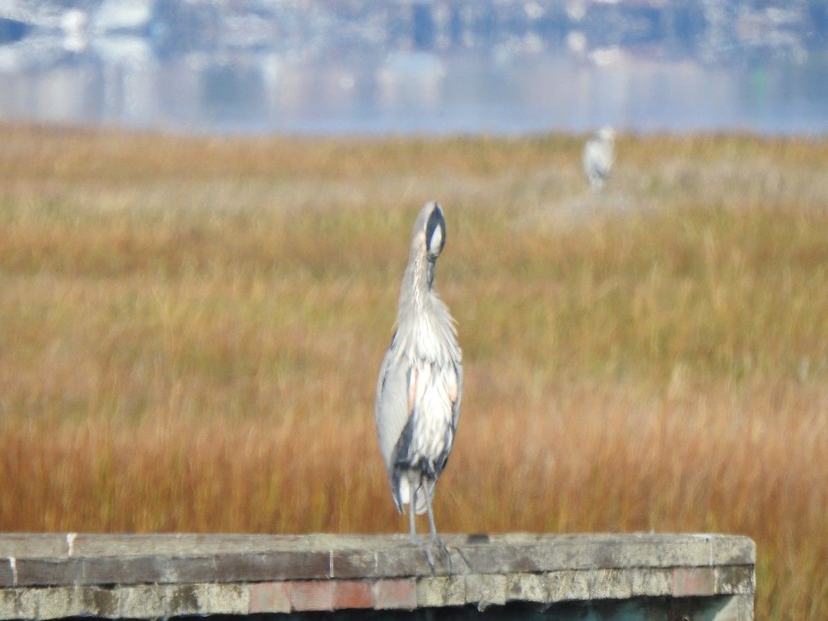 Great Blue Heron - ML646007521