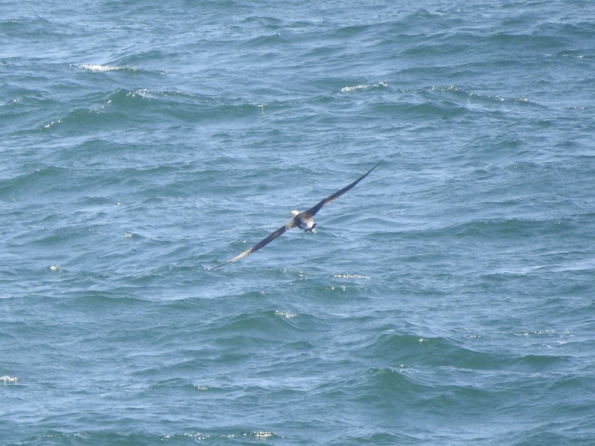 albatros galapážský - ML646007522