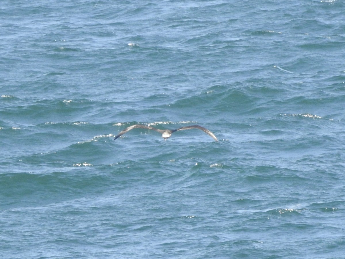 albatros galapážský - ML646007523