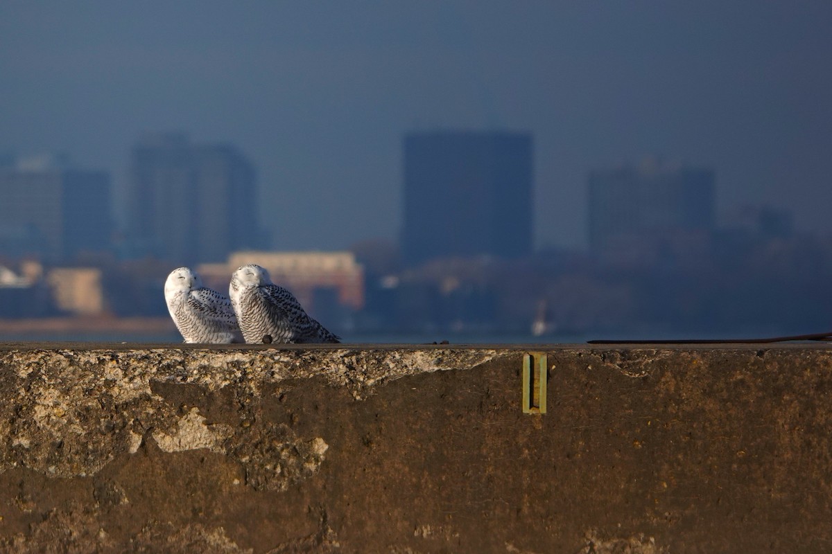 Snowy Owl - ML646007524