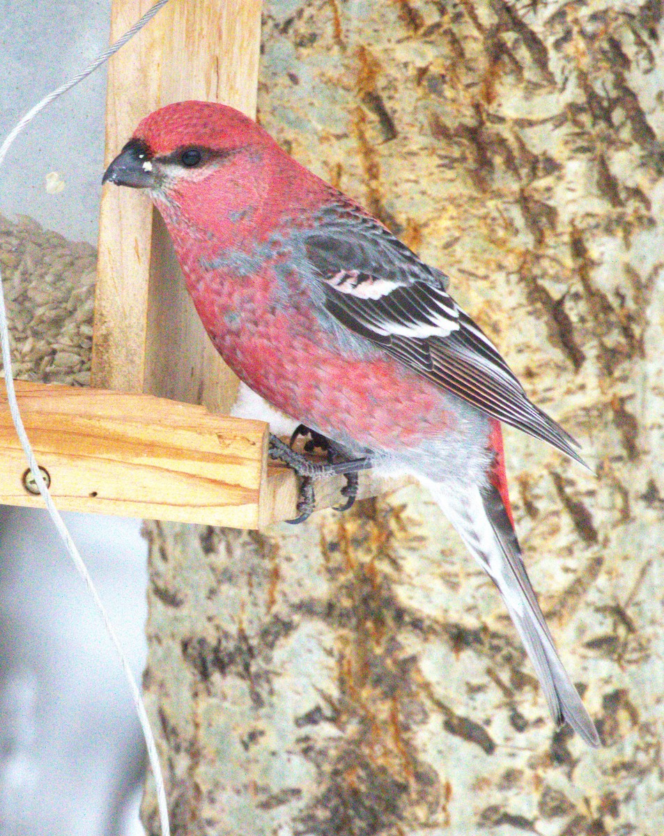 Pine Grosbeak - ML646007525