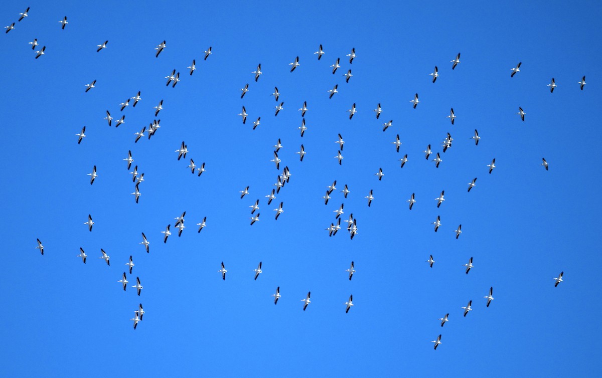 American White Pelican - ML646007526