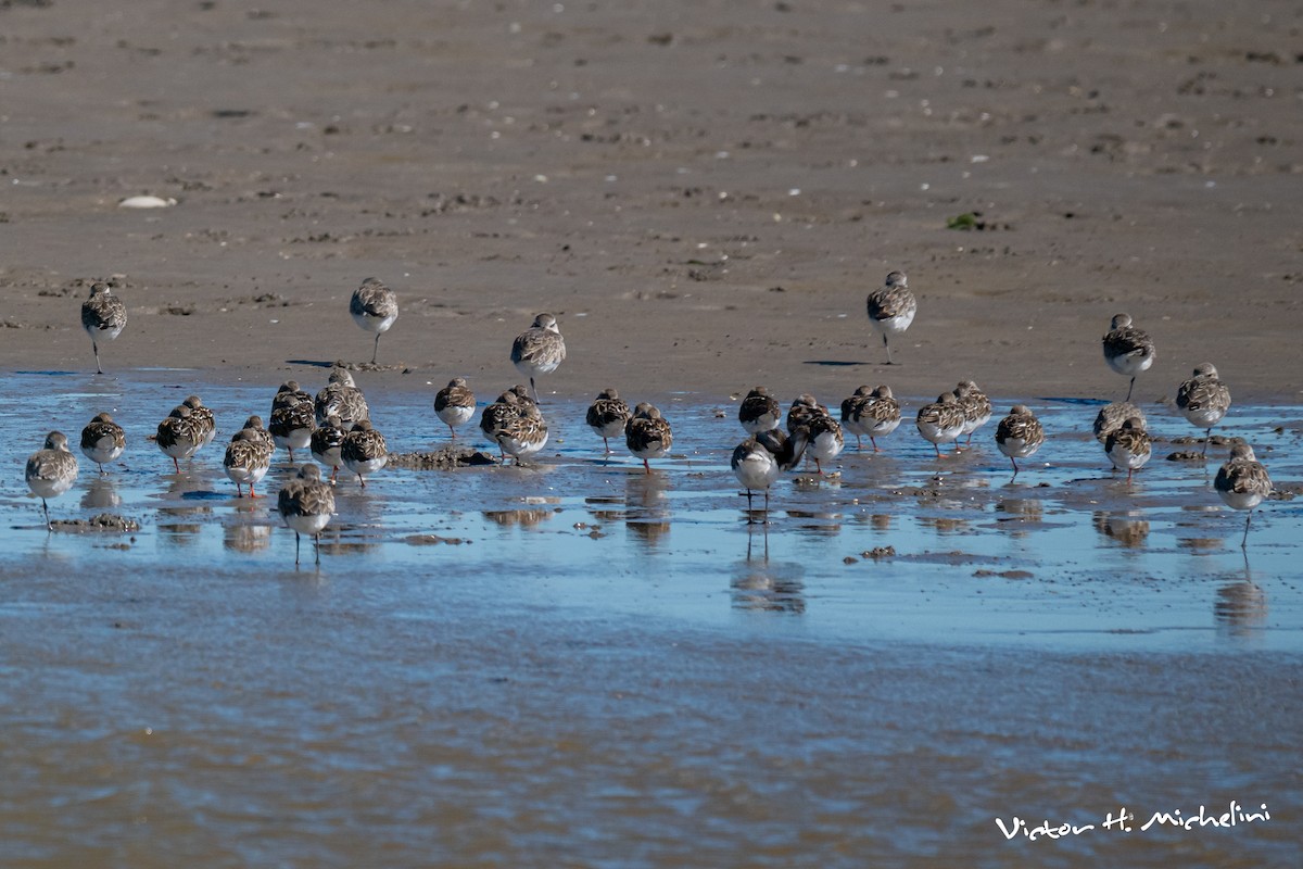 翻石鷸 - ML646007527