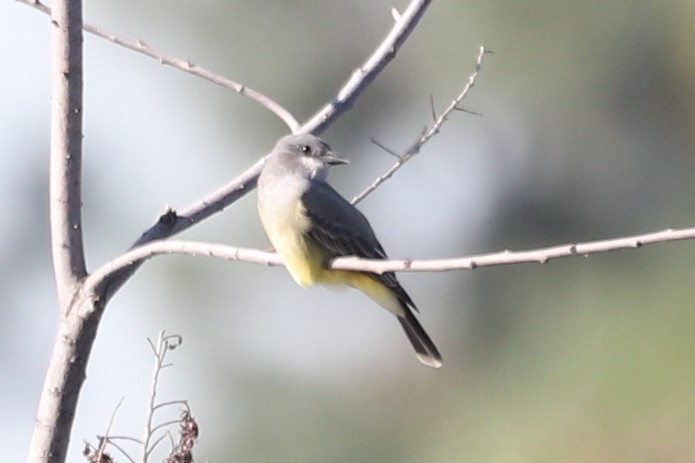 Cassin's Kingbird - ML646007529