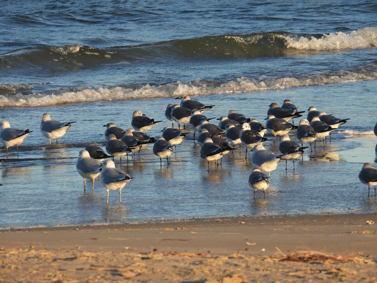 笑鷗 - ML646007530