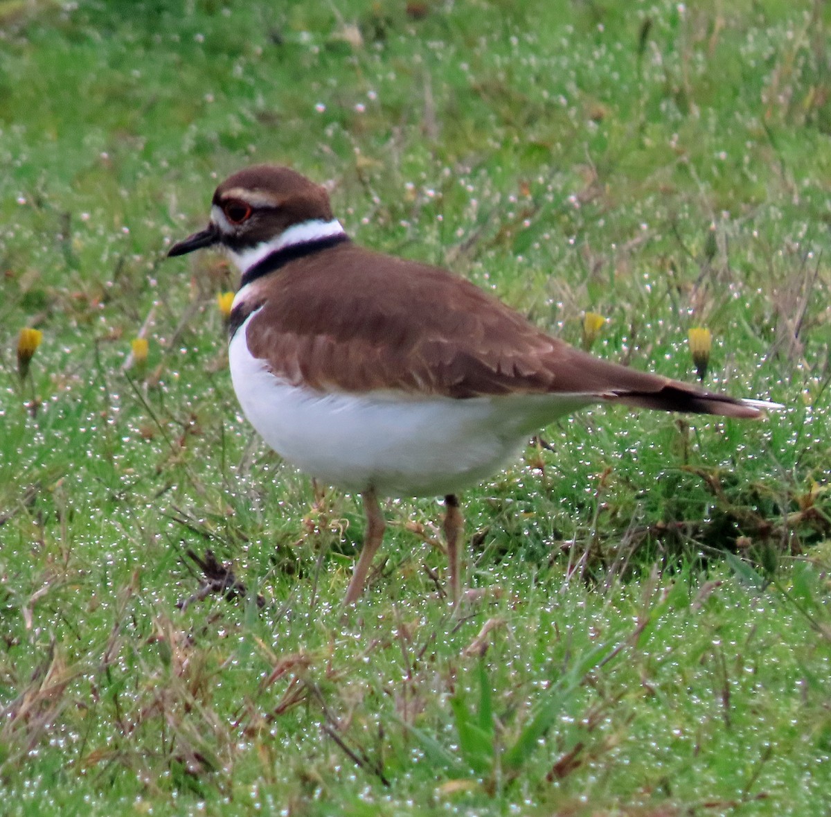 Killdeer - ML646007531