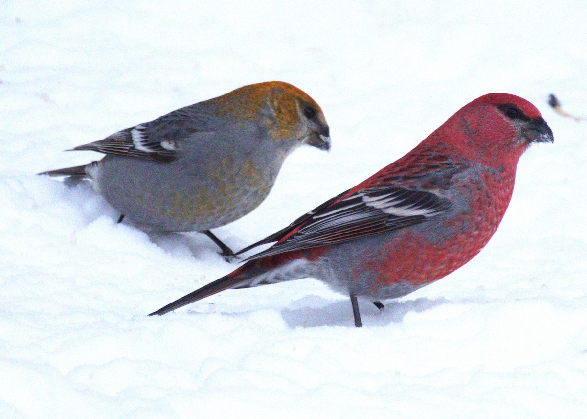 Pine Grosbeak - ML646007532