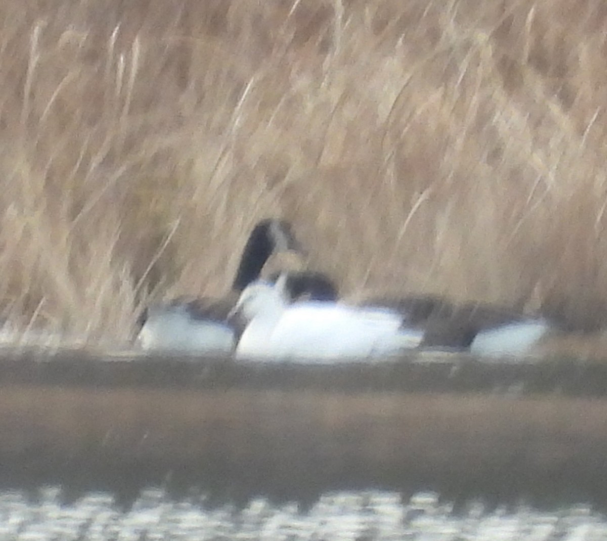 Ross's Goose - ML646007533