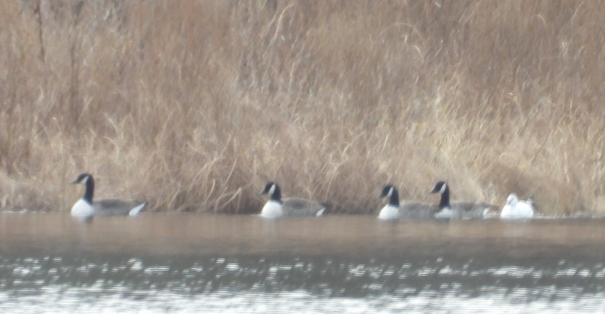 Ross's Goose - ML646007534