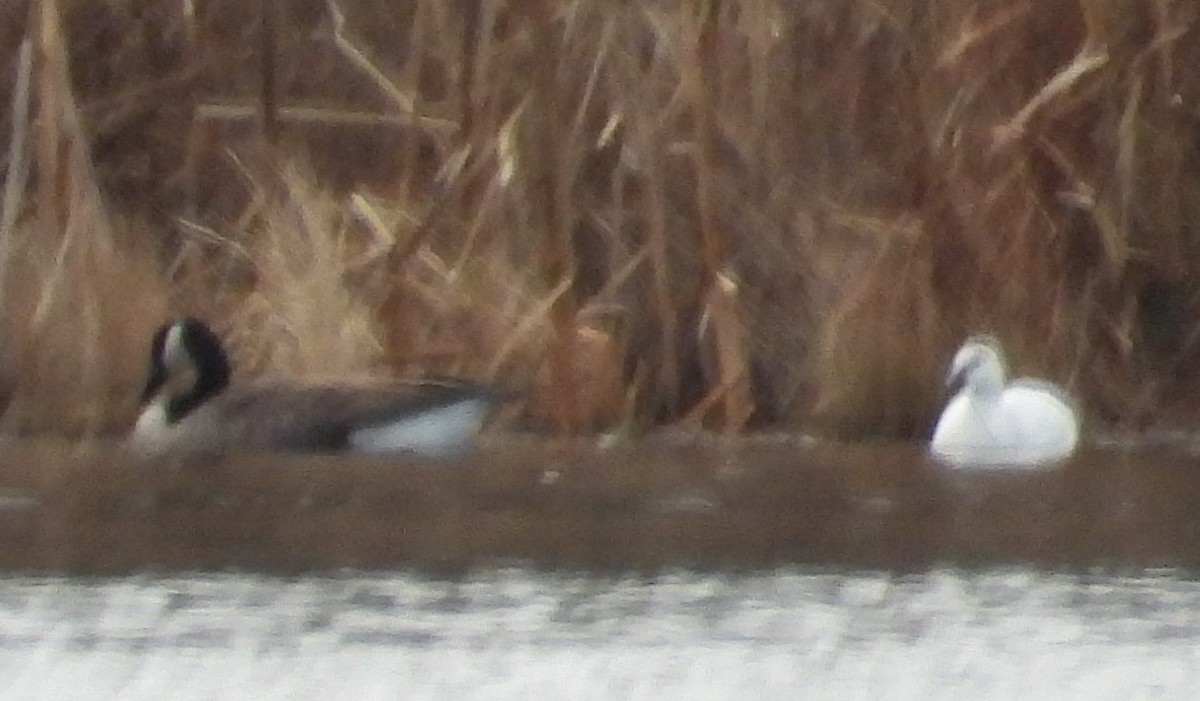 Ross's Goose - ML646007535