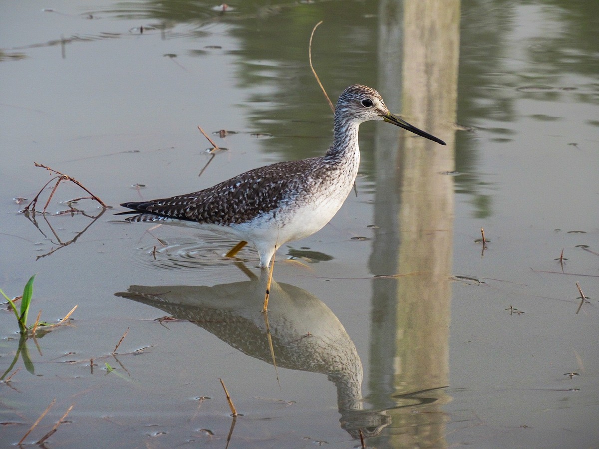 Greater Yellowlegs - ML646007538
