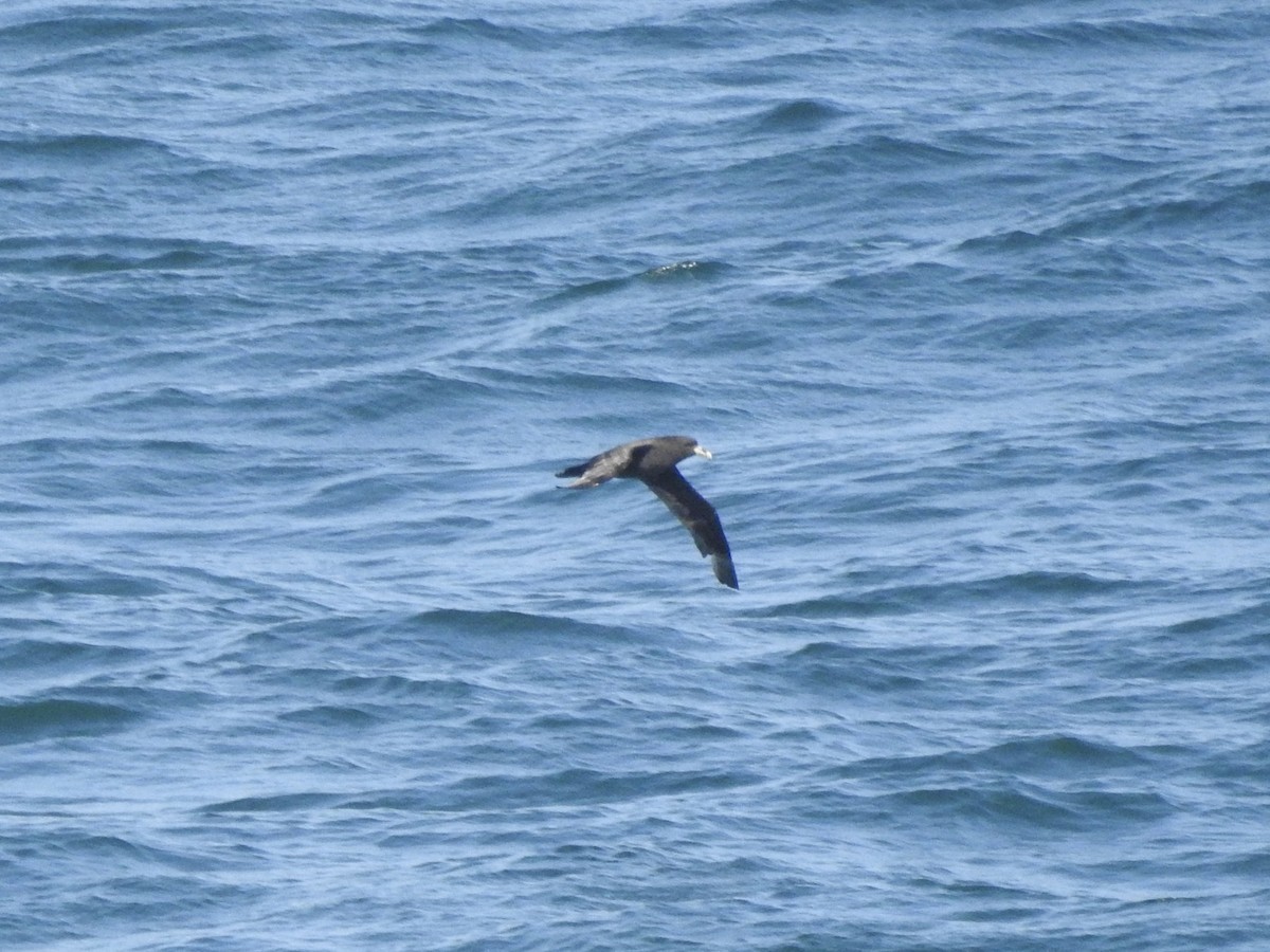 White-chinned Petrel - ML646007539