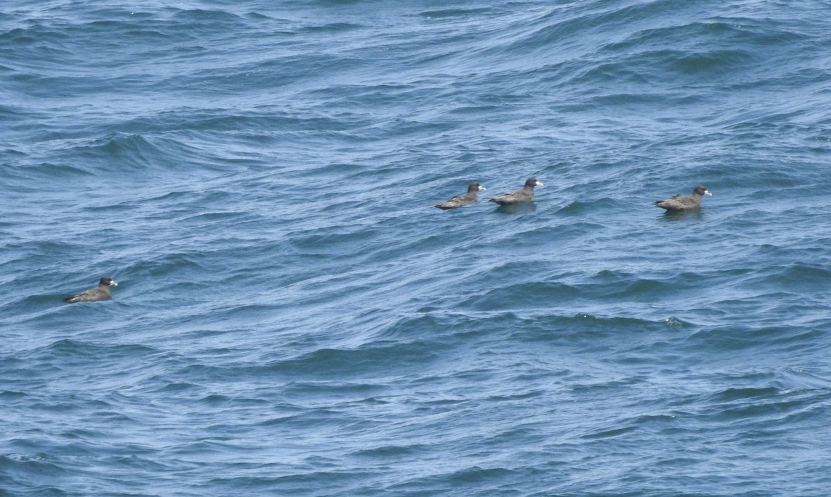 White-chinned Petrel - ML646007541