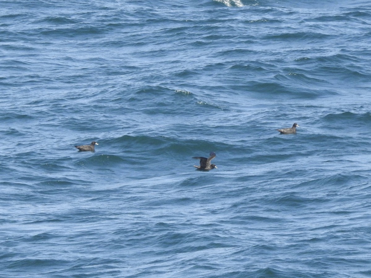 White-chinned Petrel - ML646007542