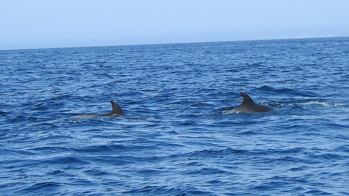 Common Bottlenose Dolphin - ML646007543