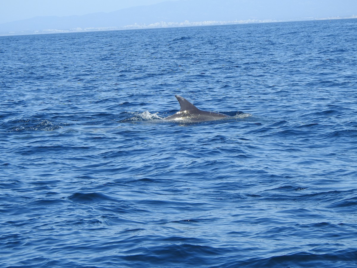 Common Bottlenose Dolphin - ML646007544