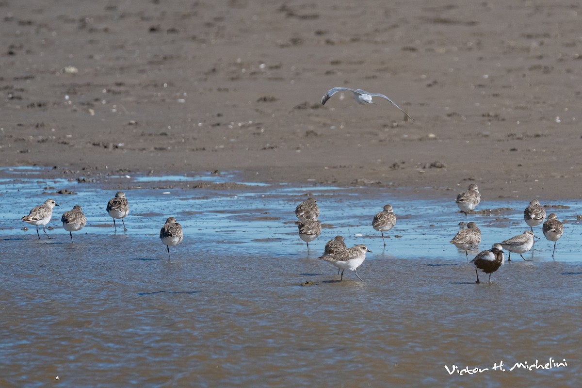 灰斑鴴 - ML646007545