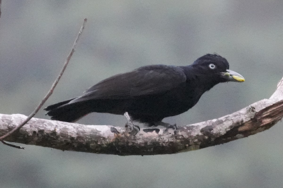 Amazonian Umbrellabird - ML646007546