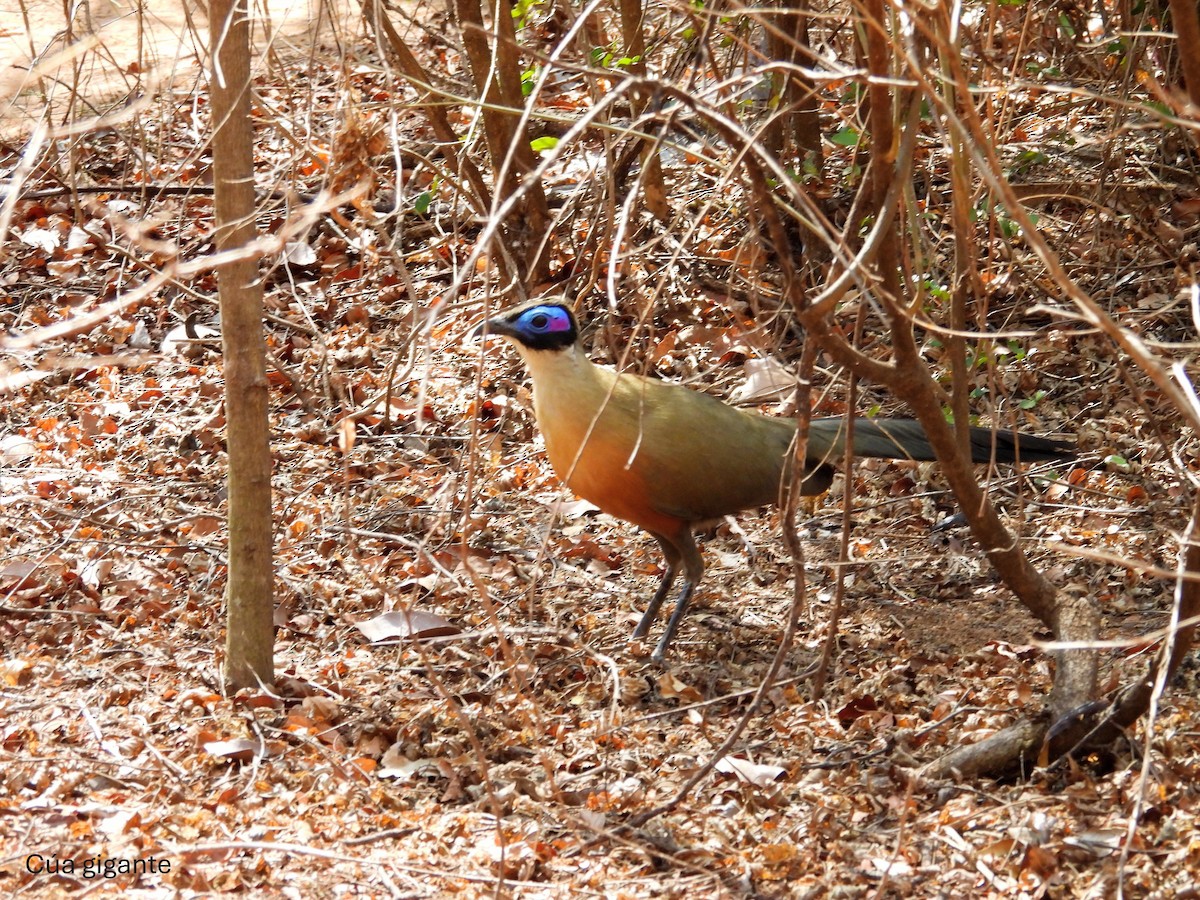 Giant Coua - ML646007547