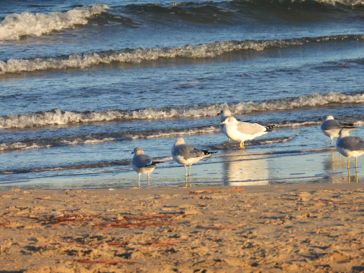 Ring-billed Gull - ML646007548