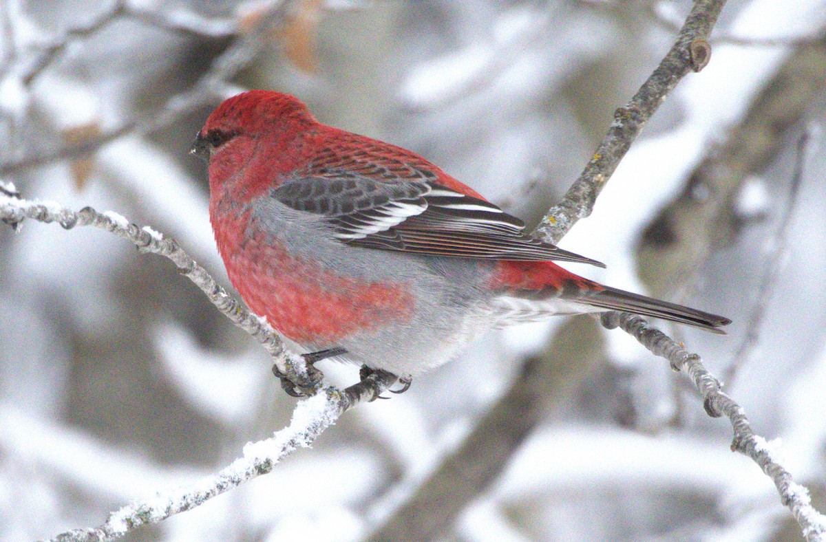 Pine Grosbeak - ML646007551