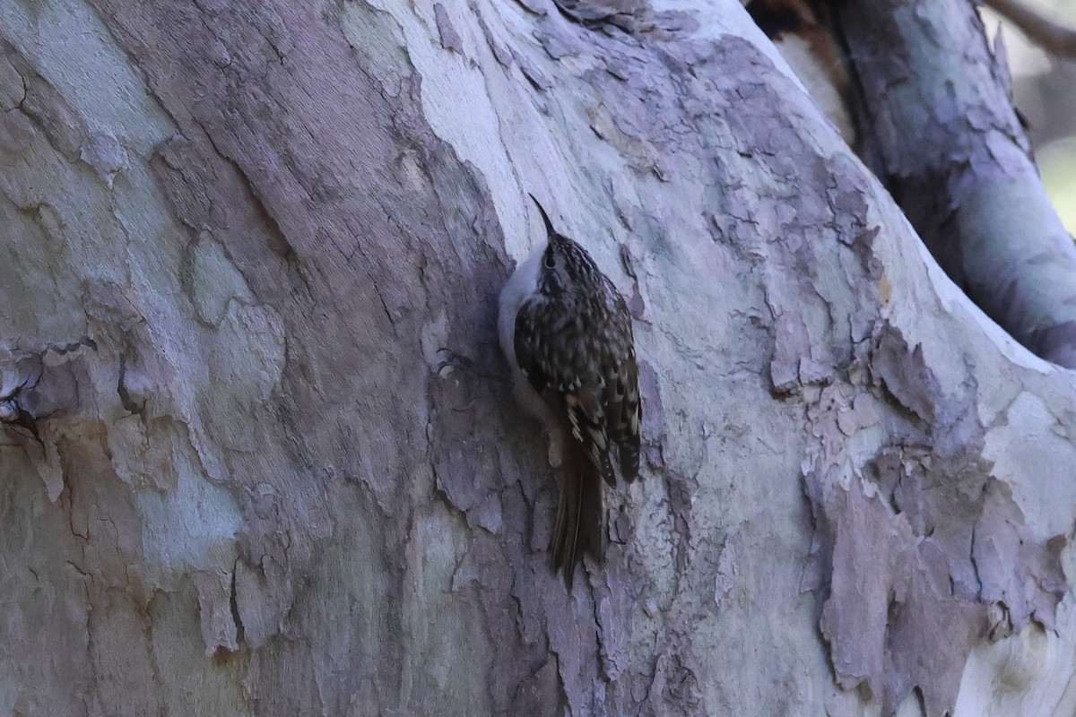 Brown Creeper - ML646007552