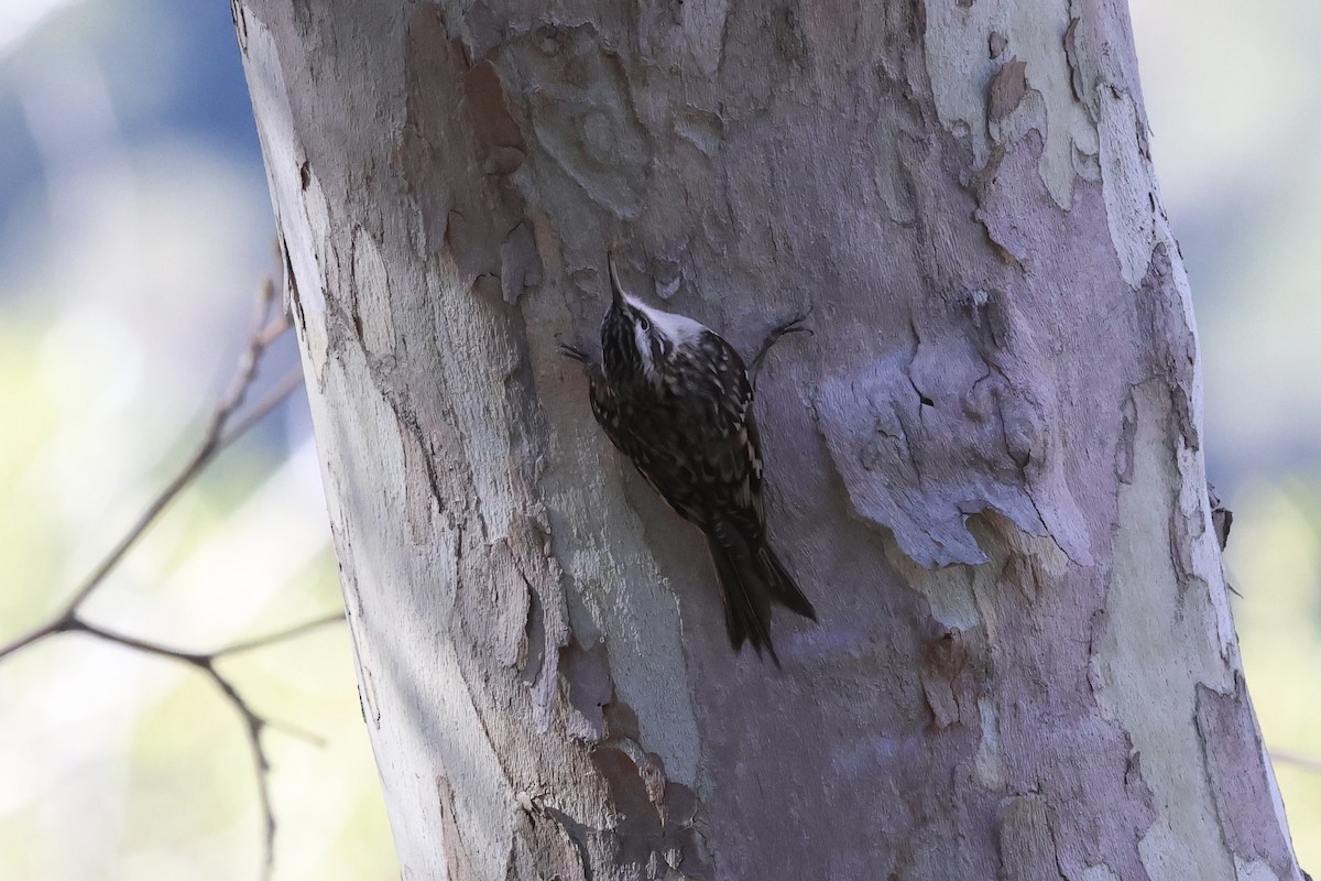 Brown Creeper - ML646007553