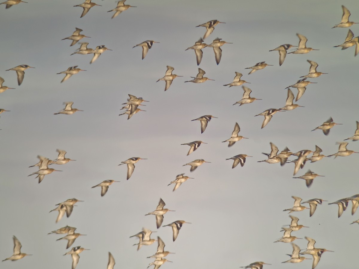 břehouš černoocasý (ssp. islandica) - ML646007554