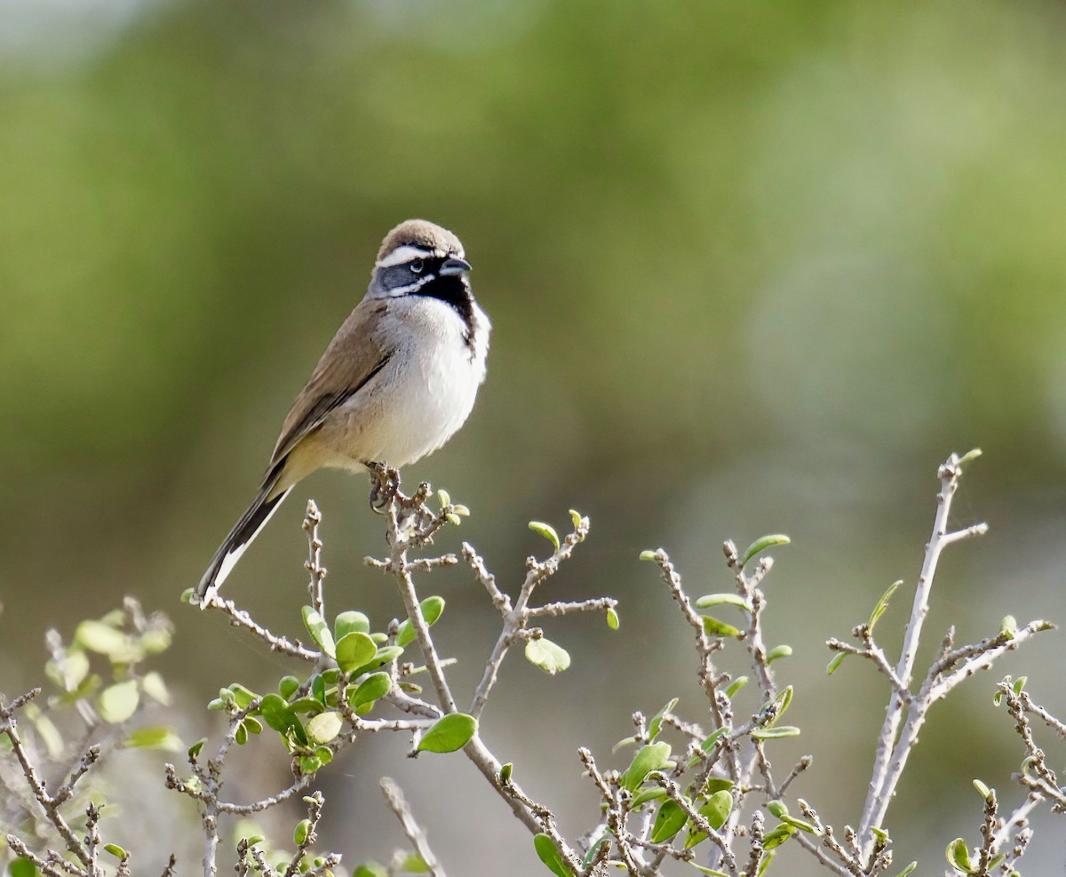 Black-throated Sparrow - ML646007557