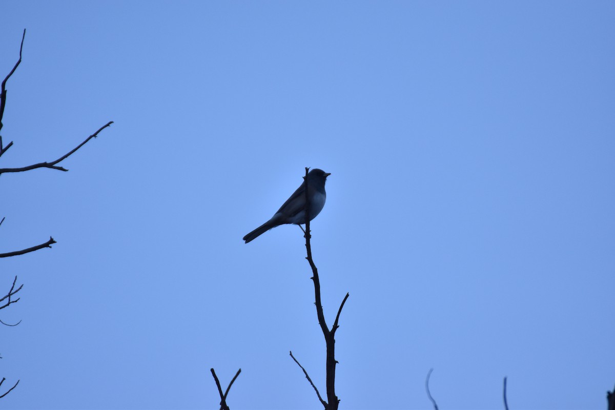 Dark-eyed Junco - ML646007559