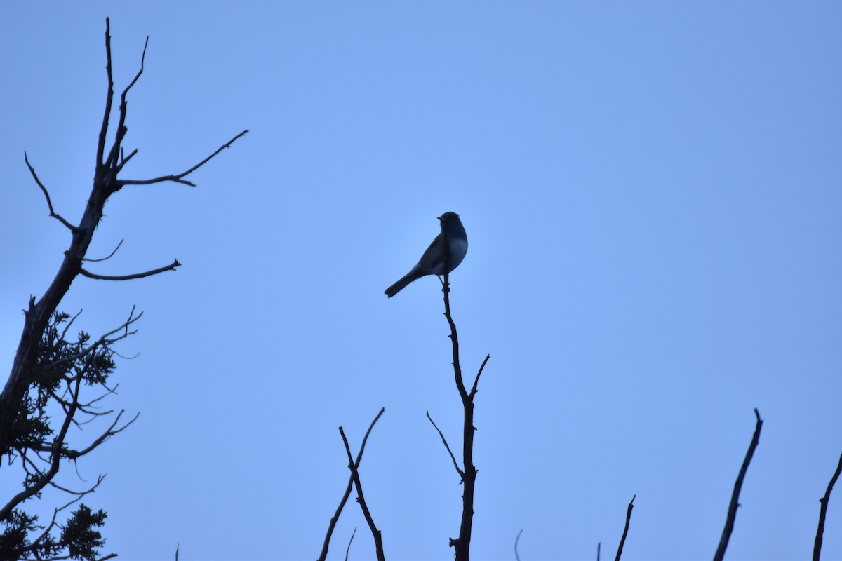 Dark-eyed Junco - ML646007560