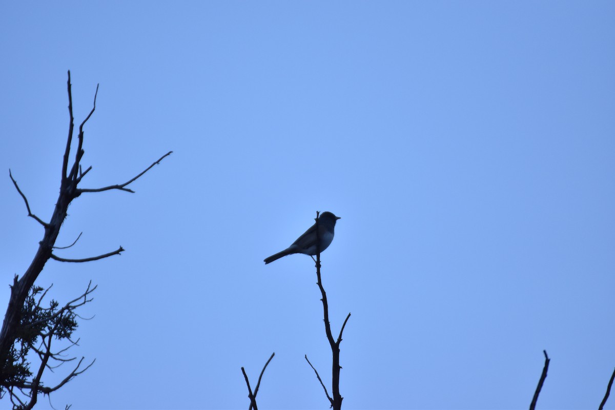 Dark-eyed Junco - ML646007561